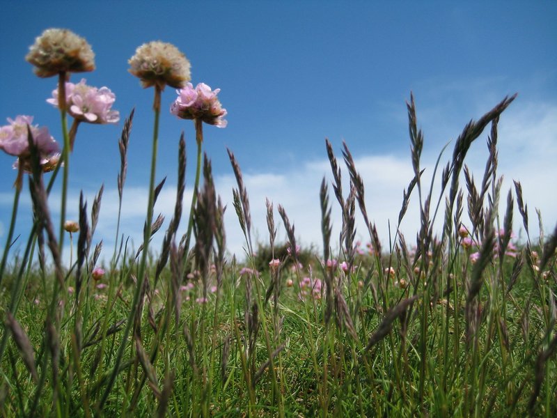 Close-up of wildflowers in a grassy field under a clear blue sky, perfect for nature themes.