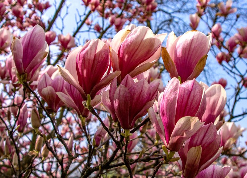 A vivid capture of pink magnolia flowers in full bloom during springtime.