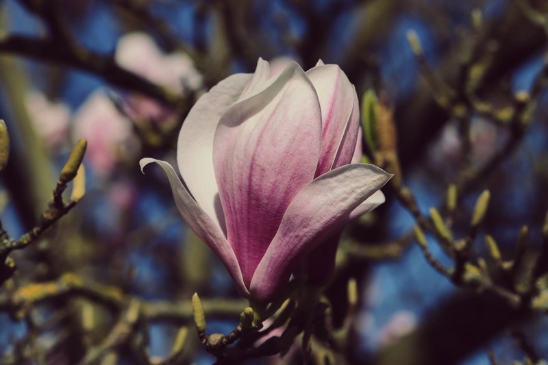 A close-up of a pink magnolia flower blooming against a clear blue sky, symbolizing spring.