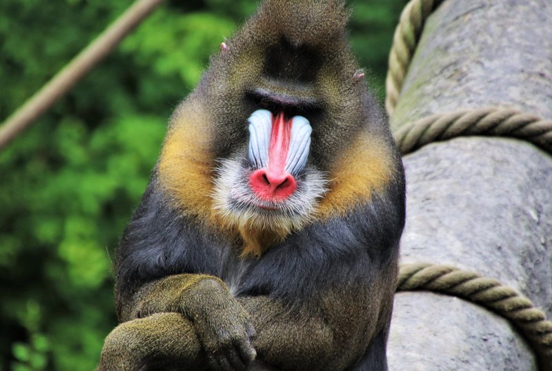 Vivid close-up of a mandrill showing vibrant colors, captured at a zoo.