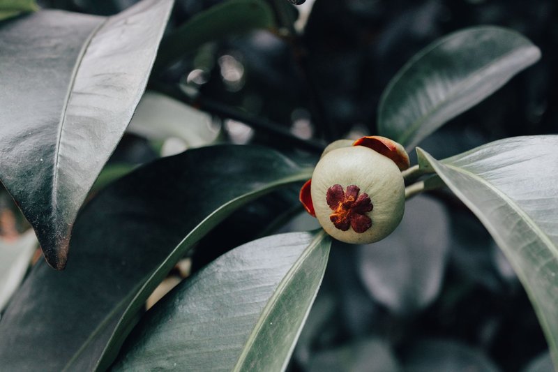 A detailed shot of a tropical mangosteen fruit on a tree surrounded by lush green leaves.