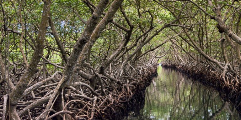 Vs Tree Mangroves vs Swamp Trees: What Actually Sets Them Apart - Flora Fauna Fun