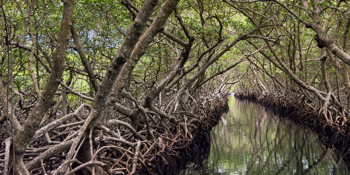 types of swamp trees Archives - Flora Fauna Fun