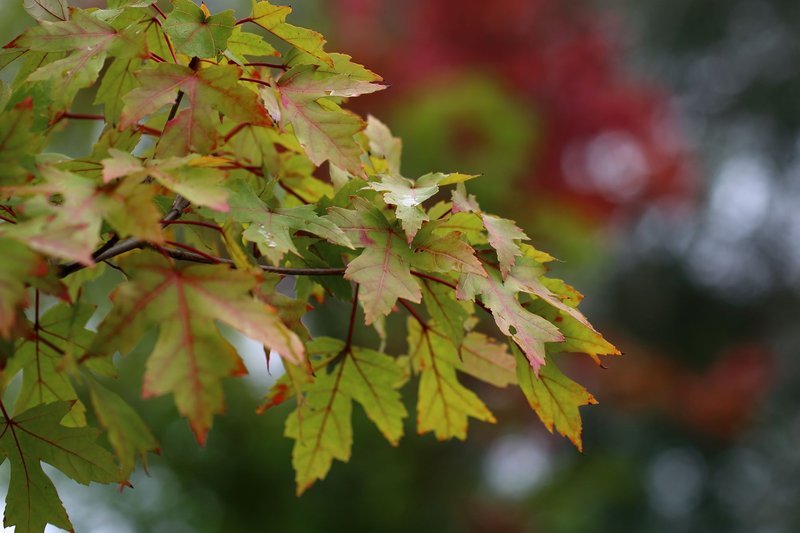 Vibrant autumn maple leaves showcasing a mix of green and red hues.
