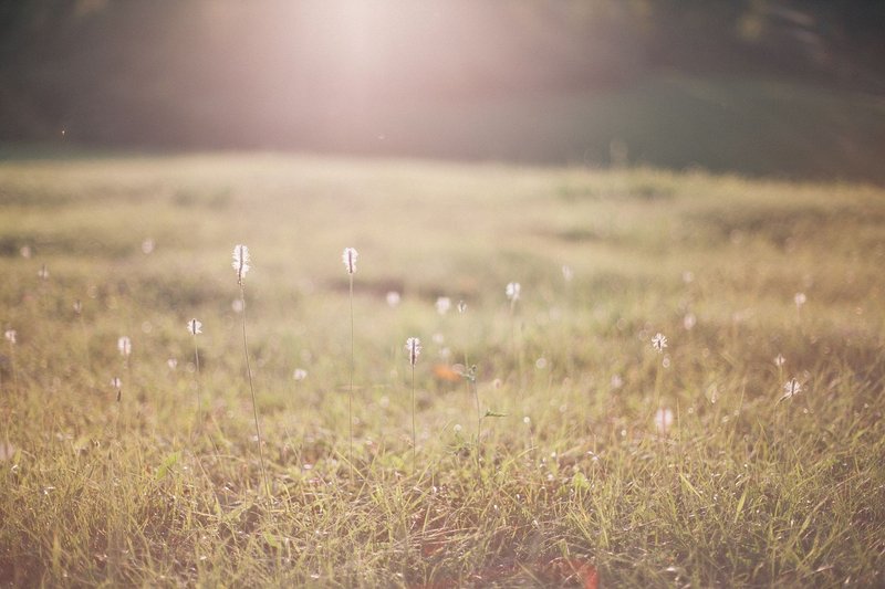 Picturesque landscape of dry grassy meadow with plants in sunny summer morning in nature