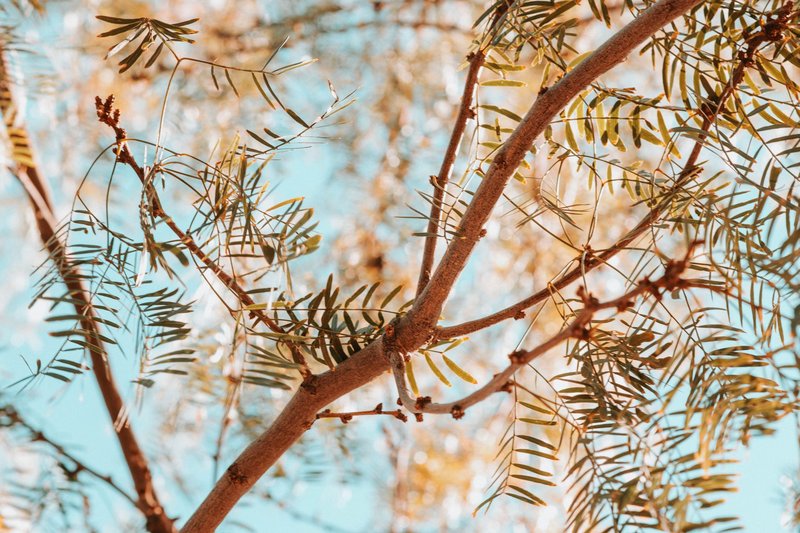 Artistic view of tree branches with leaves under a clear blue sky, capturing nature's texture.