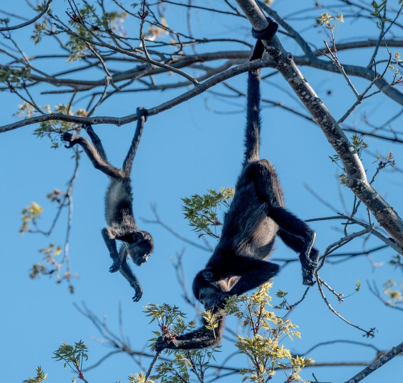 Two howler monkeys hanging from branches in Guanacaste, Costa Rica.