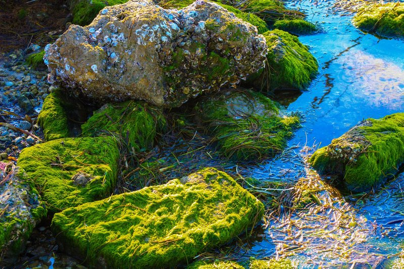 Detailed view of moss-covered rocks with clear water reflecting sky, creating a vibrant and natural scene.