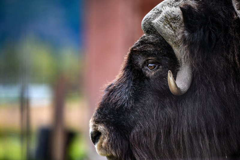 Detailed portrait of a wild musk ox in its natural Alaskan habitat, showcasing its majestic presence.