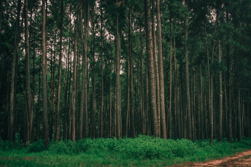 Lush green pine forest landscape in Enugu, Nigeria, showcasing tall trees and serene nature.