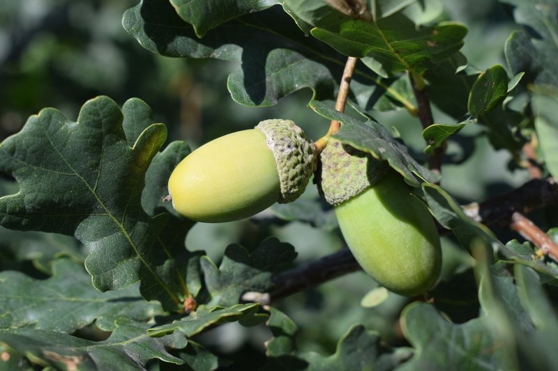 Detailed shot of green acorns growing on an oak tree branch with lush leaves.