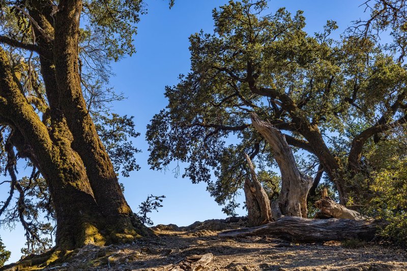 A scenic view of grand oak trees under a bright blue sky, showcasing nature's beauty.