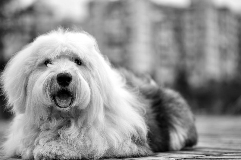 Black and white portrait of a fluffy dog looking adorable and happy outdoors.