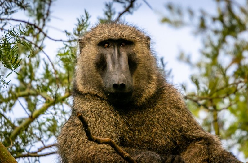 Close-up portrait of an olive baboon perched on a tree in Uganda's natural habitat.
