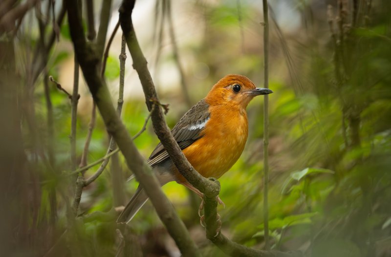 Vibrant Orange-Headed Thrush (Geokichla citrina) perched in a lush forest environment, showcasing nature's beauty.
