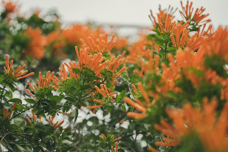 Close-up of vibrant orange trumpet vine flowers, thriving in an urban garden in Córdoba, Argentina.