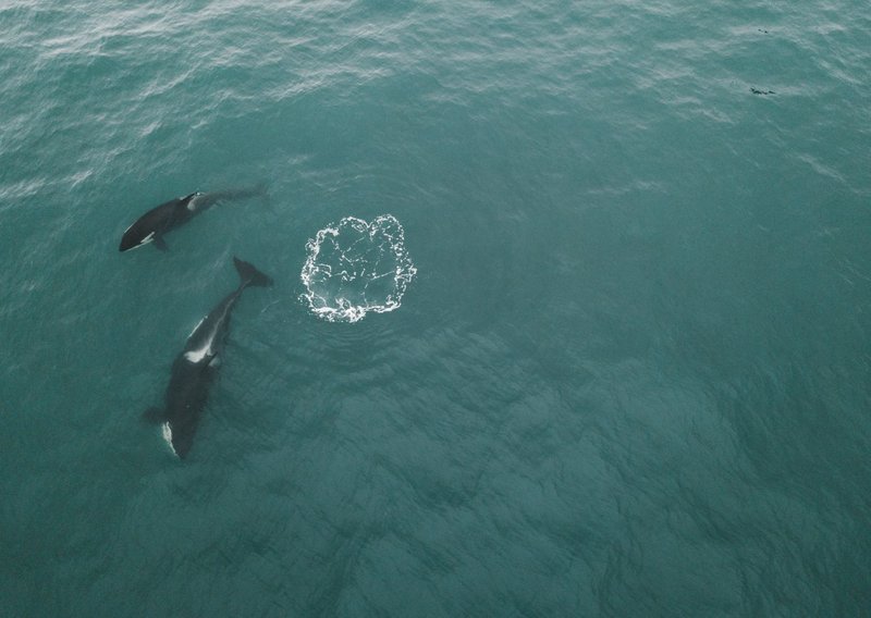 Aerial photograph of two orcas swimming gracefully in the open sea.