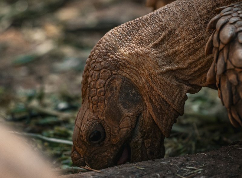 Detailed close-up of a tortoise in its natural habitat in Thailand.
