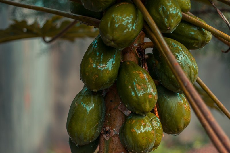 Close-up of fresh green papayas on a tree, showcasing natural growth in Kenya.
