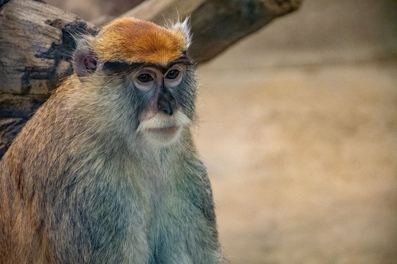A detailed shot of a patas monkey in its natural environment, showcasing its distinctive features.