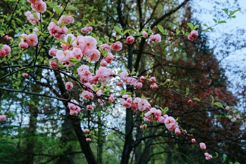 Beautiful cherry blossoms blooming on tree branches during spring outdoors, creating a serene natural scene.