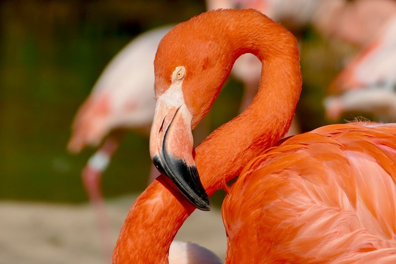 Close-up shot of a vibrant flamingo showcasing its striking orange plumage in natural lighting.