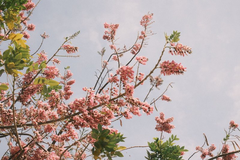 Pink tropical flowers blooming on branches against a clear blue sky in Lam Dong, Vietnam.