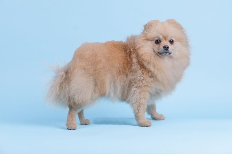 Charming Pomeranian dog posing in a studio setting with a blue backdrop.