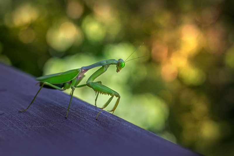 Detailed close-up of a praying mantis on a ledge with blurred natural background.
