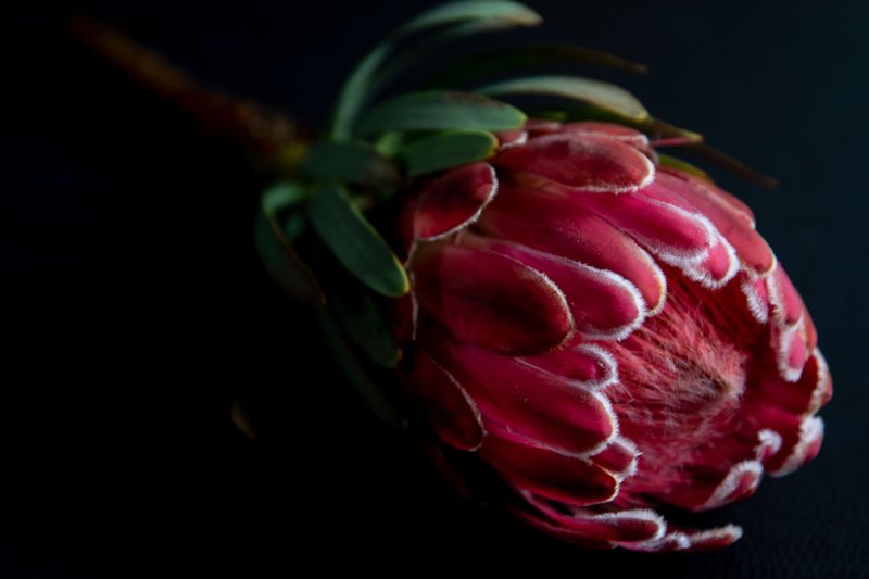 Detailed close-up of a vibrant Queen Protea flower against a dark background.