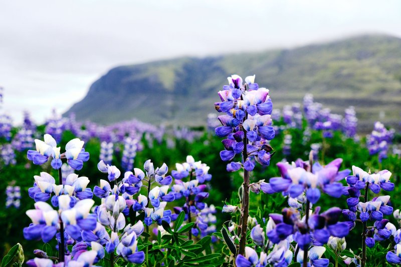 Vibrant lupine flowers bloom in a rural countryside field with mountains in the background.