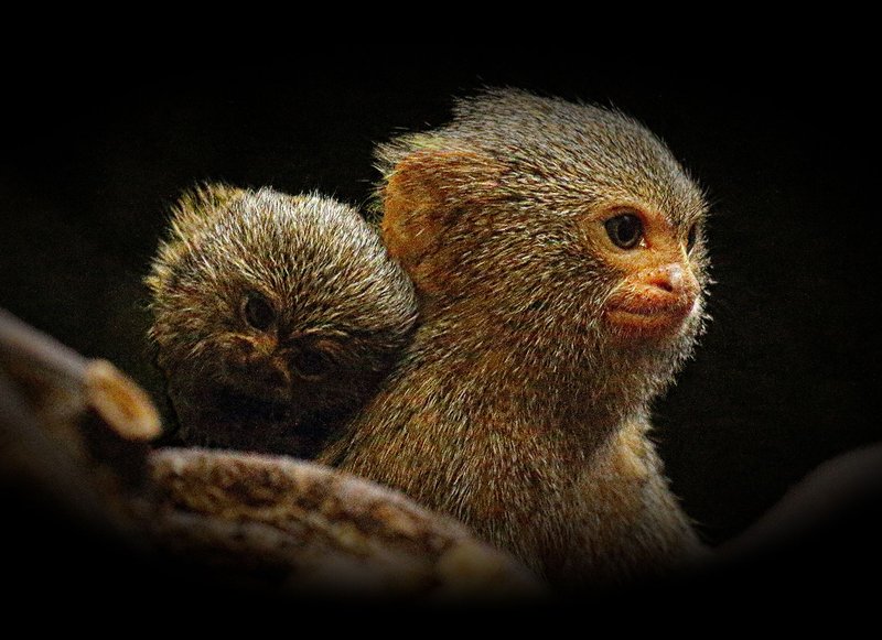Adorable close-up of a pygmy marmoset with its baby in a natural setting.