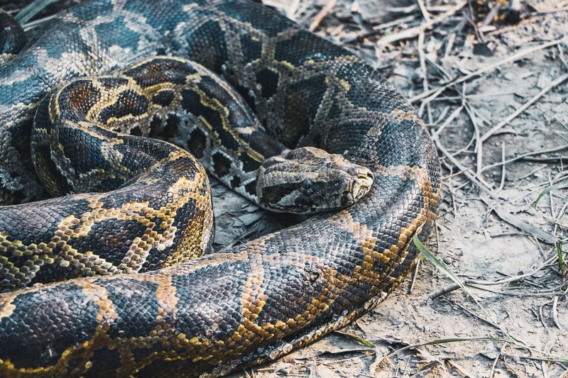 Detailed image of a Burmese python (Python bivittatus) in its natural environment.