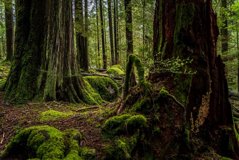 Explore the serene moss-covered trees of North Vancouver's dense forest landscape.