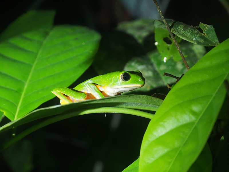 Close-up of a green frog on a leaf in a tropical rainforest at night.