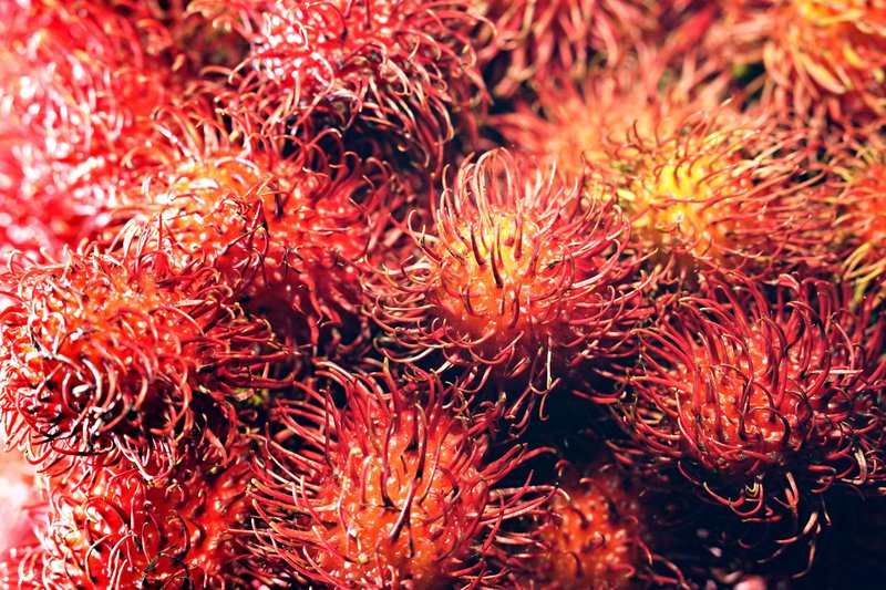 Detailed view of fresh, ripe rambutan fruits with distinctive red spiny husks.