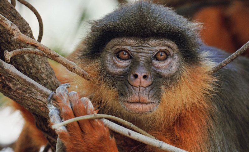 Intimate wildlife portrait of a Western Red Colobus monkey in Banjul, The Gambia.