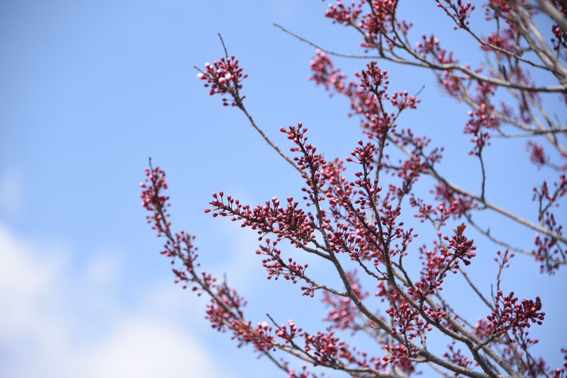 Red spring blossoms on tree branches against a bright blue sky, symbolizing renewal and growth.