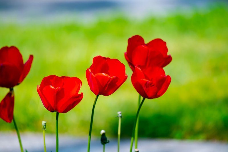 Close-up of red tulips blooming in a green garden during the day.