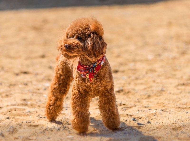 Cute brown poodle wearing a red bandana standing on sandy terrain, looking into the distance.