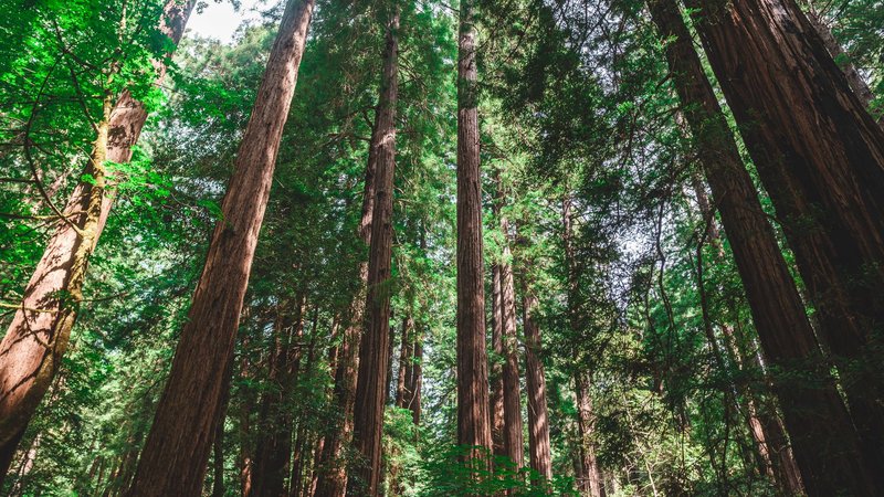 Tall redwood trees reaching skyward in a serene forest setting.