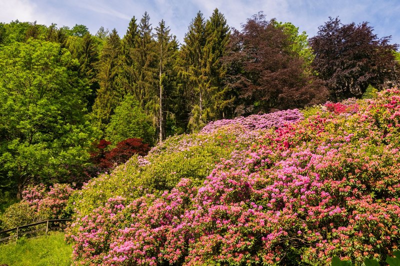 Vibrant garden landscape with blooming pink rhododendrons surrounded by lush green trees.