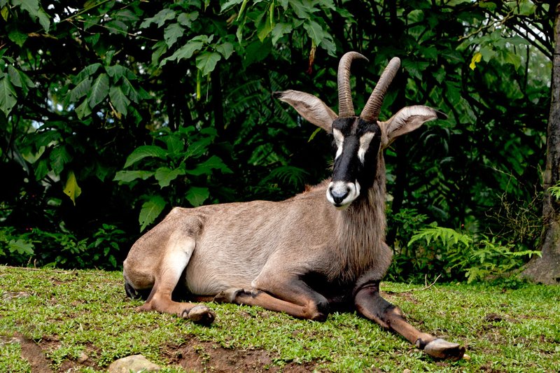 A Roan Antelope (Hippotragus equinus) calmly resting in a lush green environment.