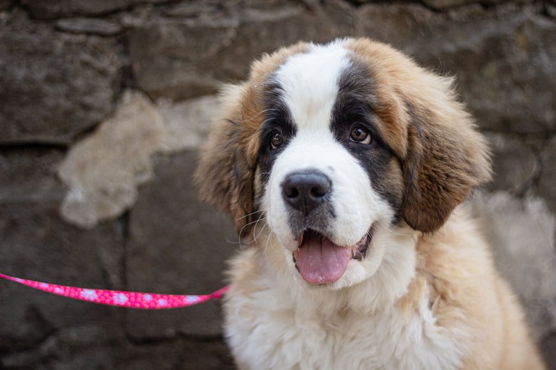 Charming Saint Bernard puppy on a pink leash against a rustic stone background.