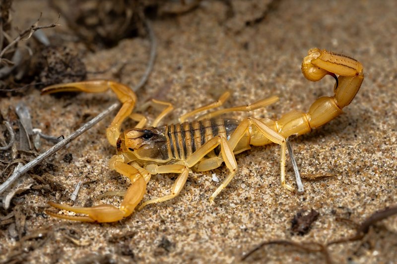 Detailed macro shot of a yellow scorpion displaying its stinger on sandy terrain.