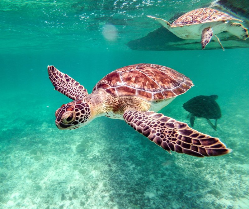 Vibrant underwater shot of two sea turtles gracefully swimming in clear blue waters.