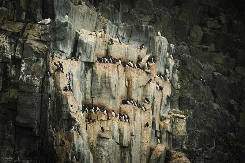 A colony of seabirds nesting on a rugged coastal cliff, showcasing wildlife in nature.