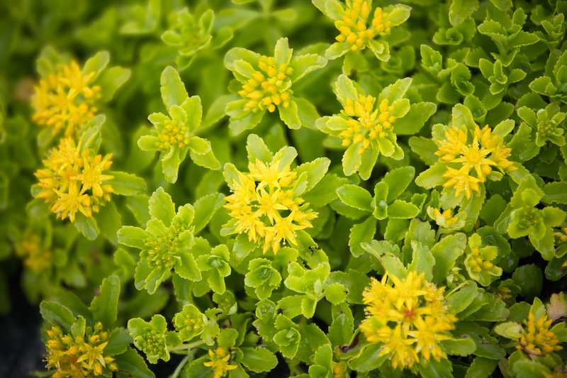 Close-up of bright yellow sedum acre flowers and succulent leaves in full bloom.