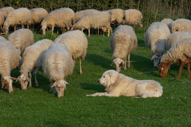 Sheep grazing in Rome, Lazio with a guard dog lying down, keeping watch.