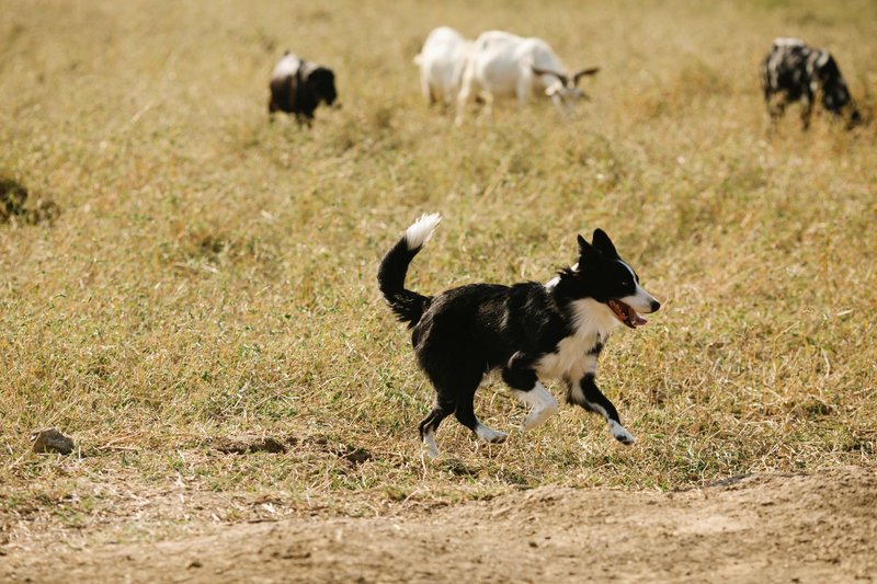 Funny black Border Collie dog running grassy pasture with cattle feeding on green grassy field in rural area of countryside